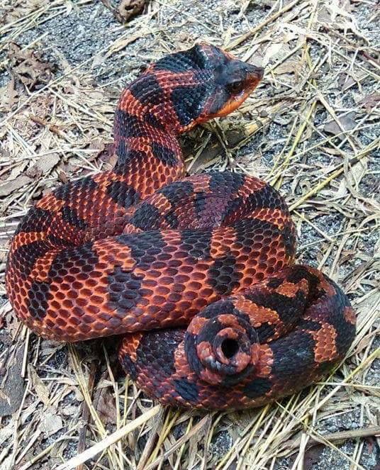 Snakes of around the world Eastern Hognose Snakes of around the world Eastern Hognose