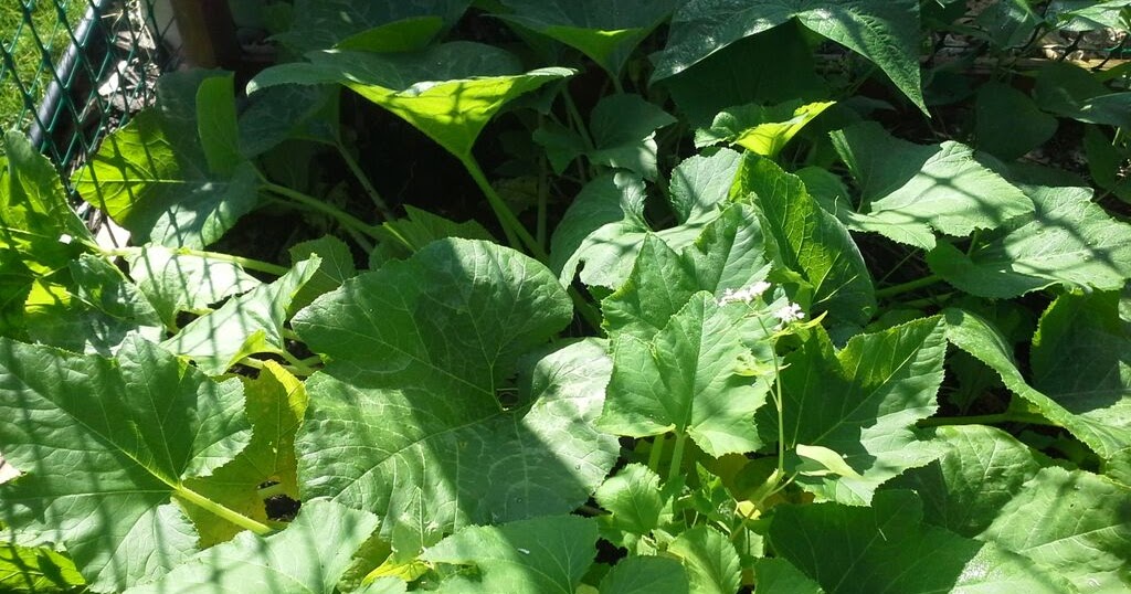 Performing Squash Surgery to Kill the Squash Vine Borer The Suburban