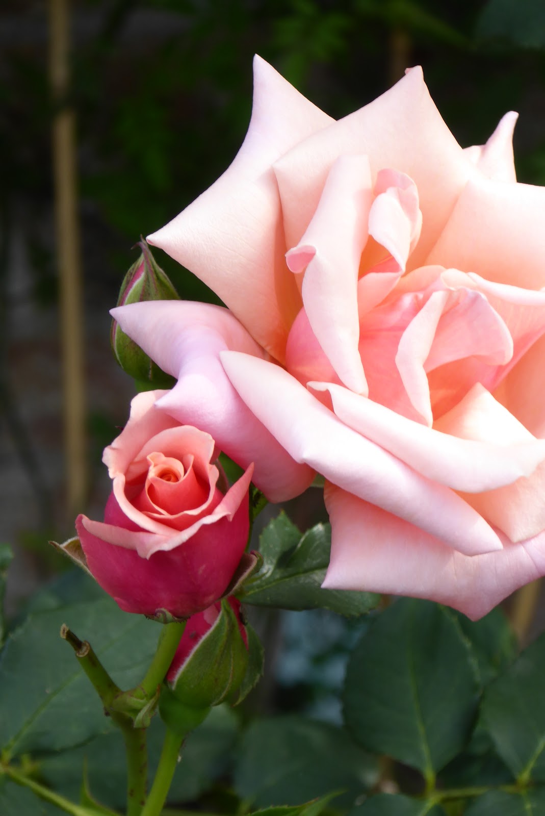 Susan Here There and Everywhere Roses Grow On You