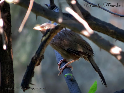 Jungle babbler - Turdoides striata