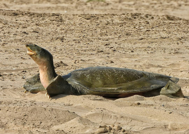turtles of chambal river