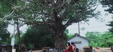 Exotic 300 year old tree in Tra Vinh