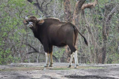 Barnawapara Abhyaran Chhattisgarh, Barnawapara wildlife sanctuary Chhattisgarh ( बारनवापारा अभ्यारण छत्तीसगढ़ )