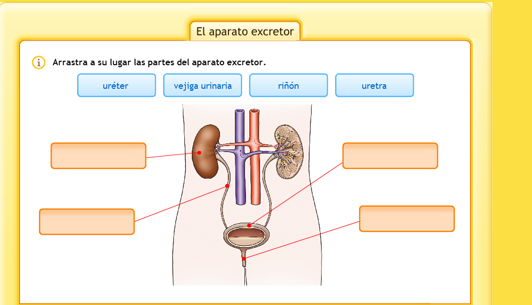 Cual es la funcion del aparato excretor