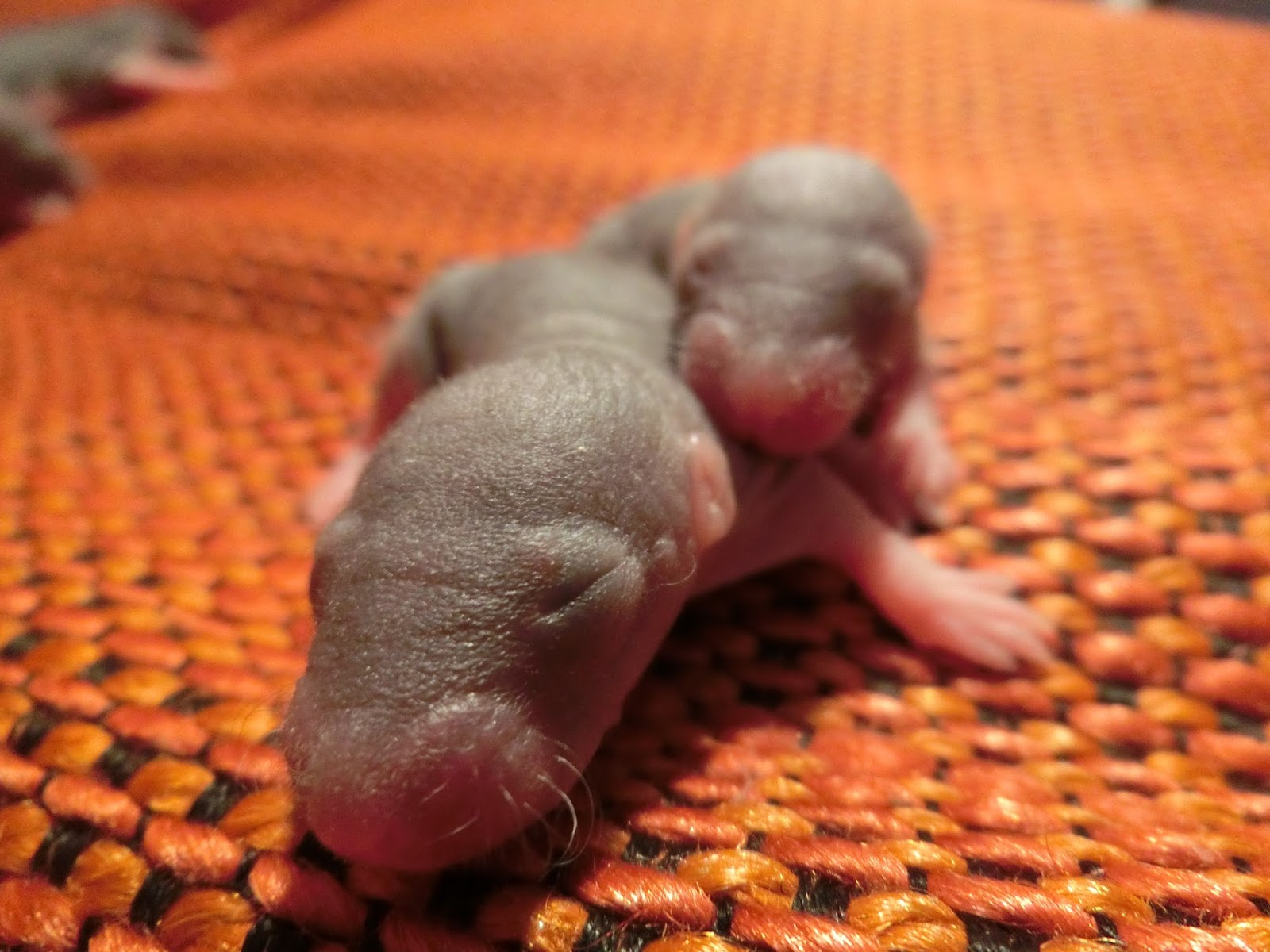 Discovering Baby Rat Development