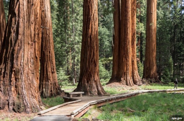 largest tree in the world