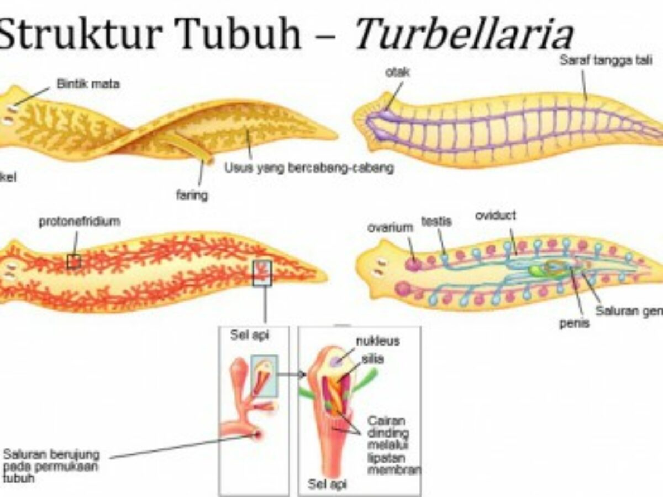 Platyheminthes Cacing Pipih Ciri Ciri Umum Dan Turbelaria Planaria Dan Dugesia Alumni Sma Smk Muhammadiyah Ngawen Gunungkidul Yogyakarta Platyheminthes Cacing Pipih Ciri Ciri Umum Dan Turbelaria Planaria Dan Dugesia Alumni Sma Smk Muhammadiyah Ngawen Gunungkidul Yogyakarta
