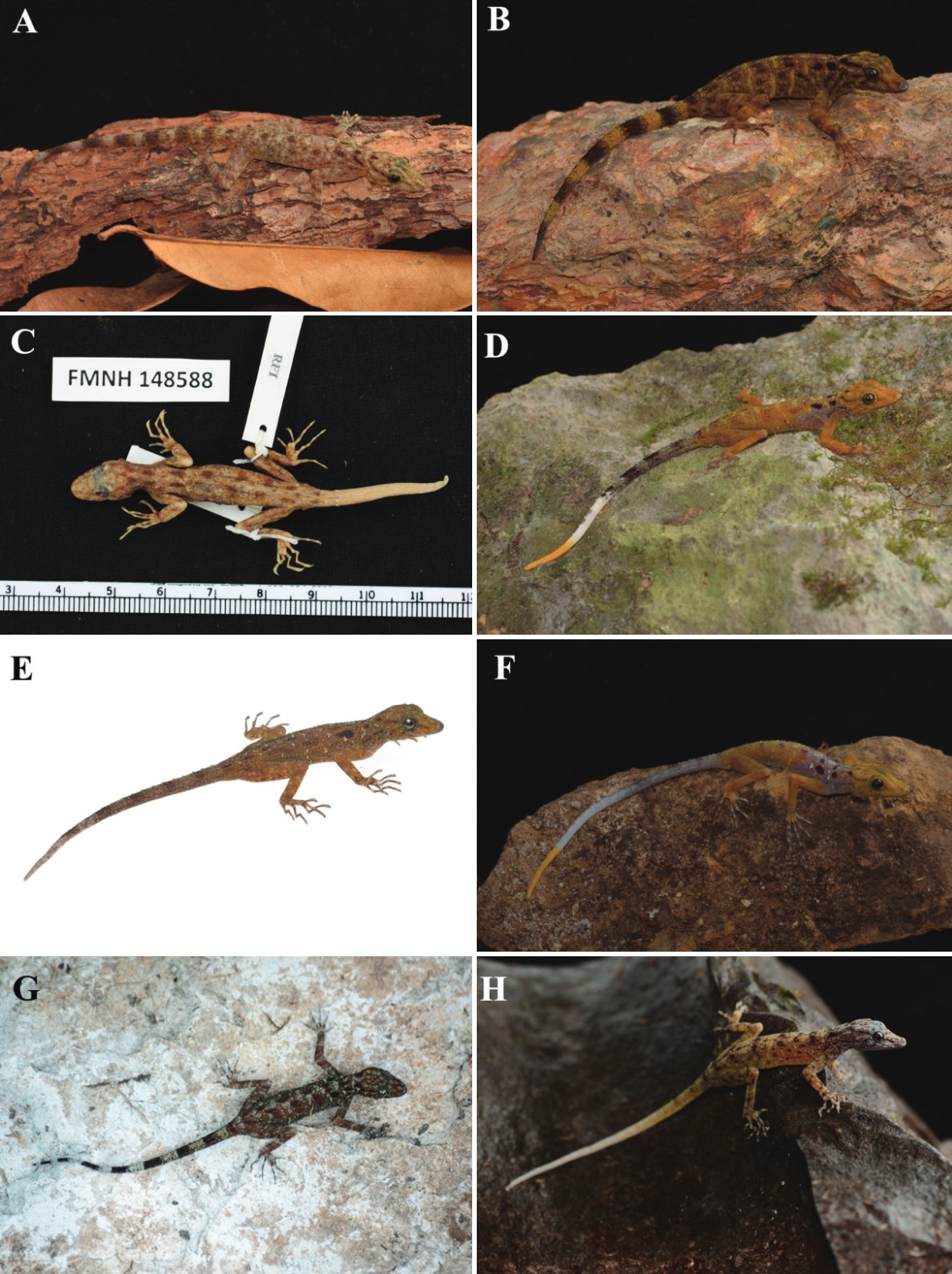 Species New to Science [Herpetology • 2021] Underestimated Diversity