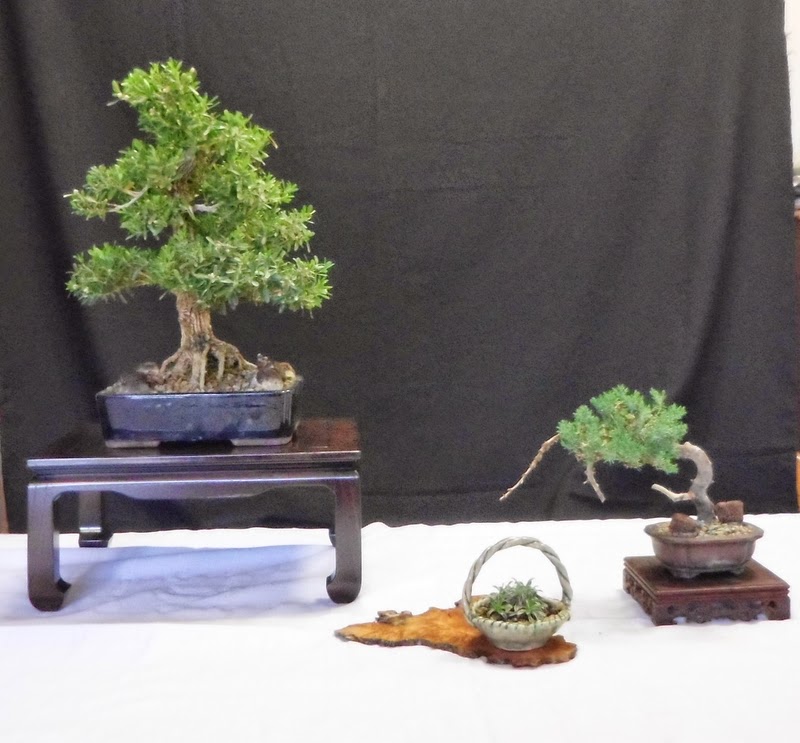 Pensando que bonsái exponer este año - El bonsái y yo