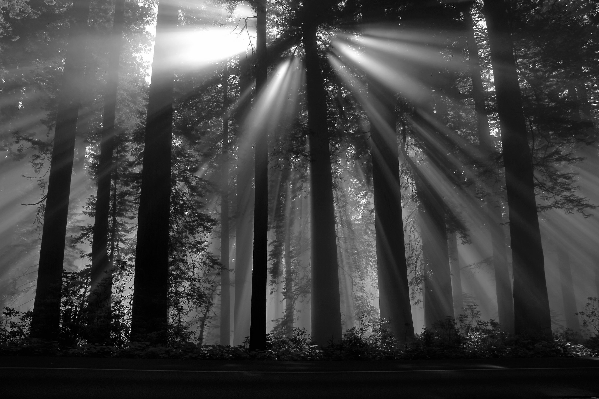 Черный солнечный свет. «Чёрного леса»Шварцвальда. Черно белый лес. Черный лес. Эстетика леса.