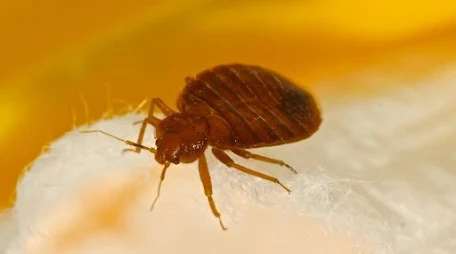 Bed Bug Control