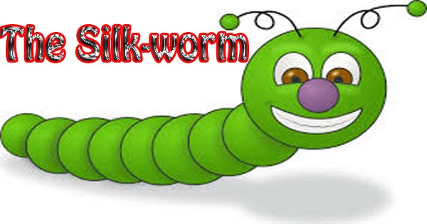 Larva of silkworm picture