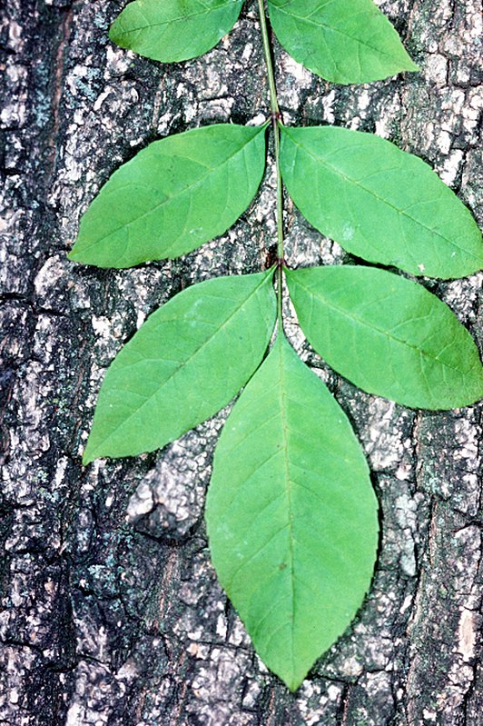 Fraxinus pennsylvanica «fresno americano» - Id Plantae