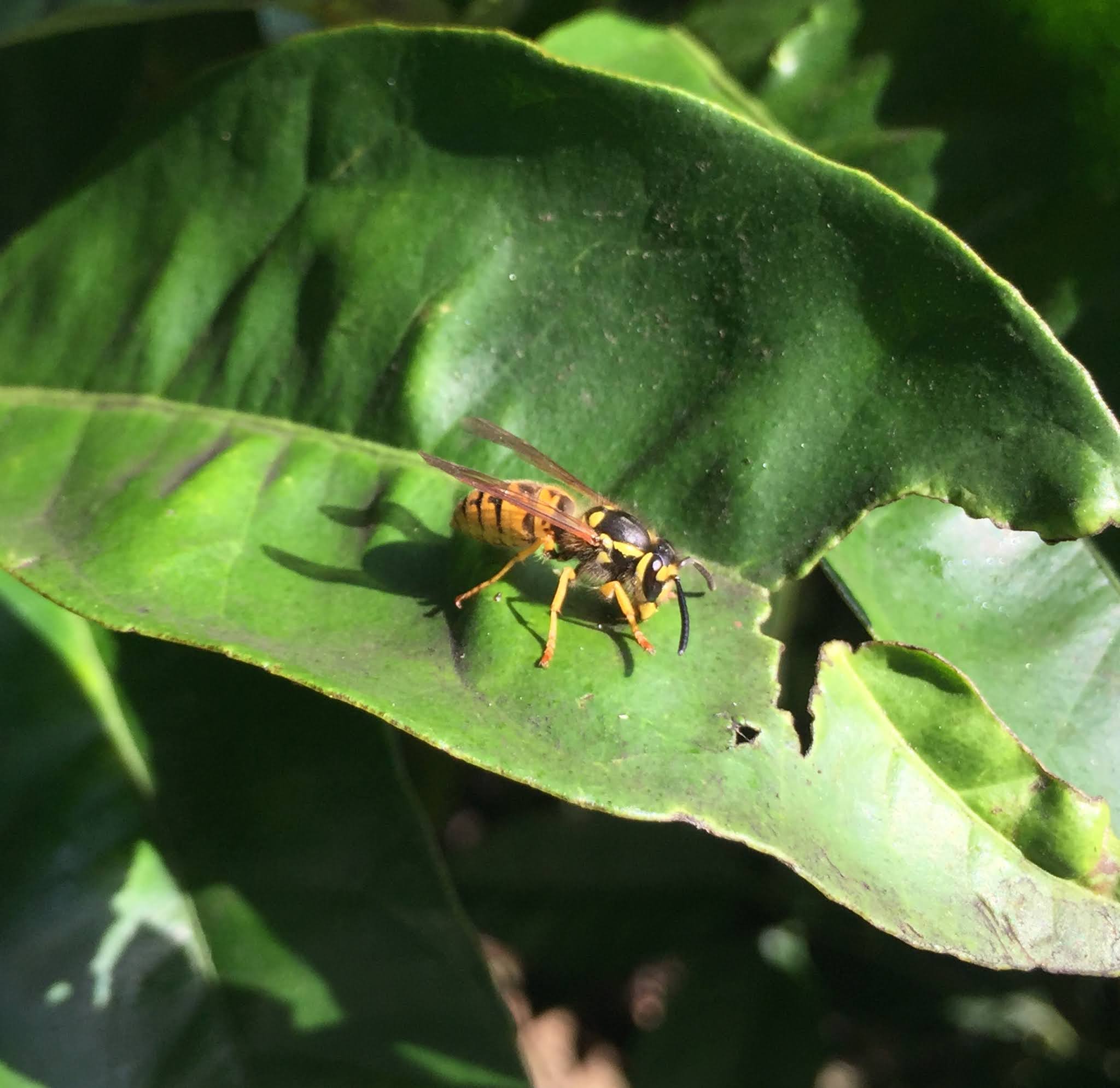 Wasps/Yellow Americans Visiting Corfu