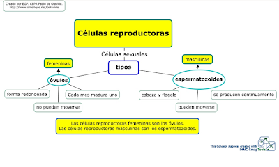 Celulas reproductoras hombre mujer mapa conceptual