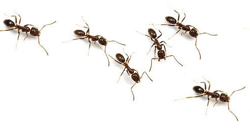 salesforce ant migration tool rest query