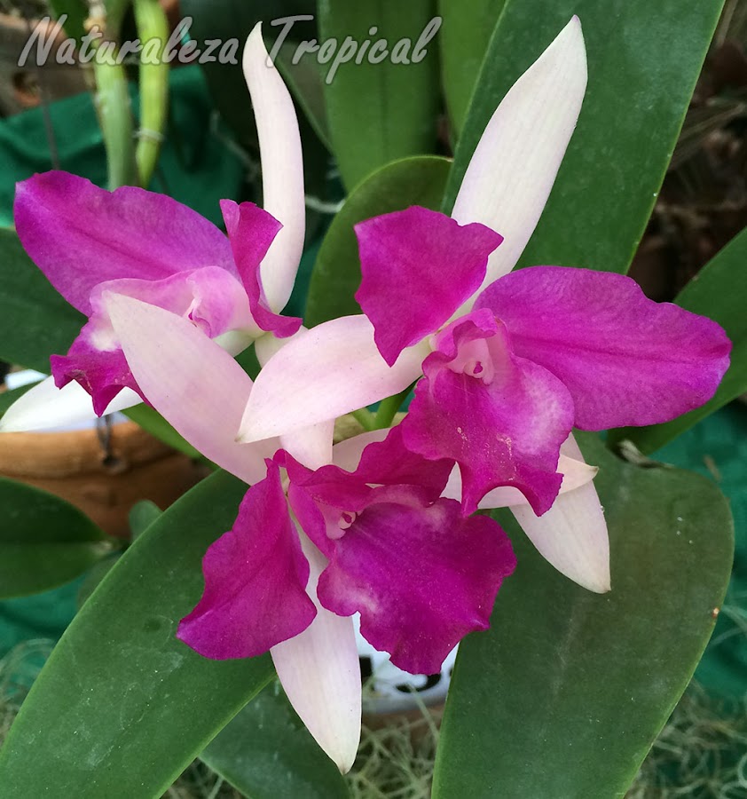 Cattlianthe Farandulera es una orquídea híbrida obtenida mediante el cruce de una especie del género Cattleya y otra del género Guarianthe