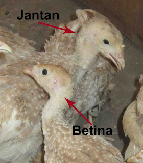 JOGJAKALKUN: Cara Membedakan Jantan atau Betina