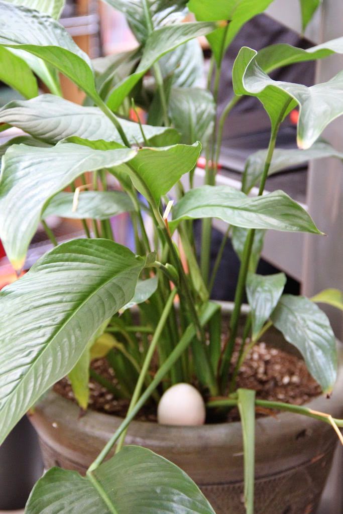 I Need New Things: Cool Ideas For Gardens!