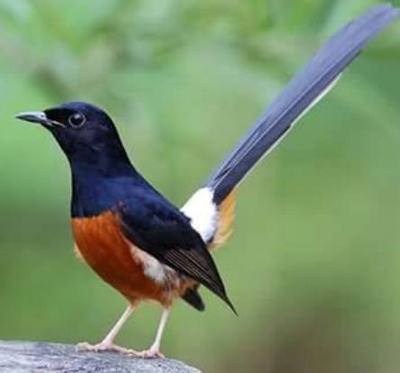 Daftar Harga Burung Kicau Termahal Dan Terbaik Genius Life Tips