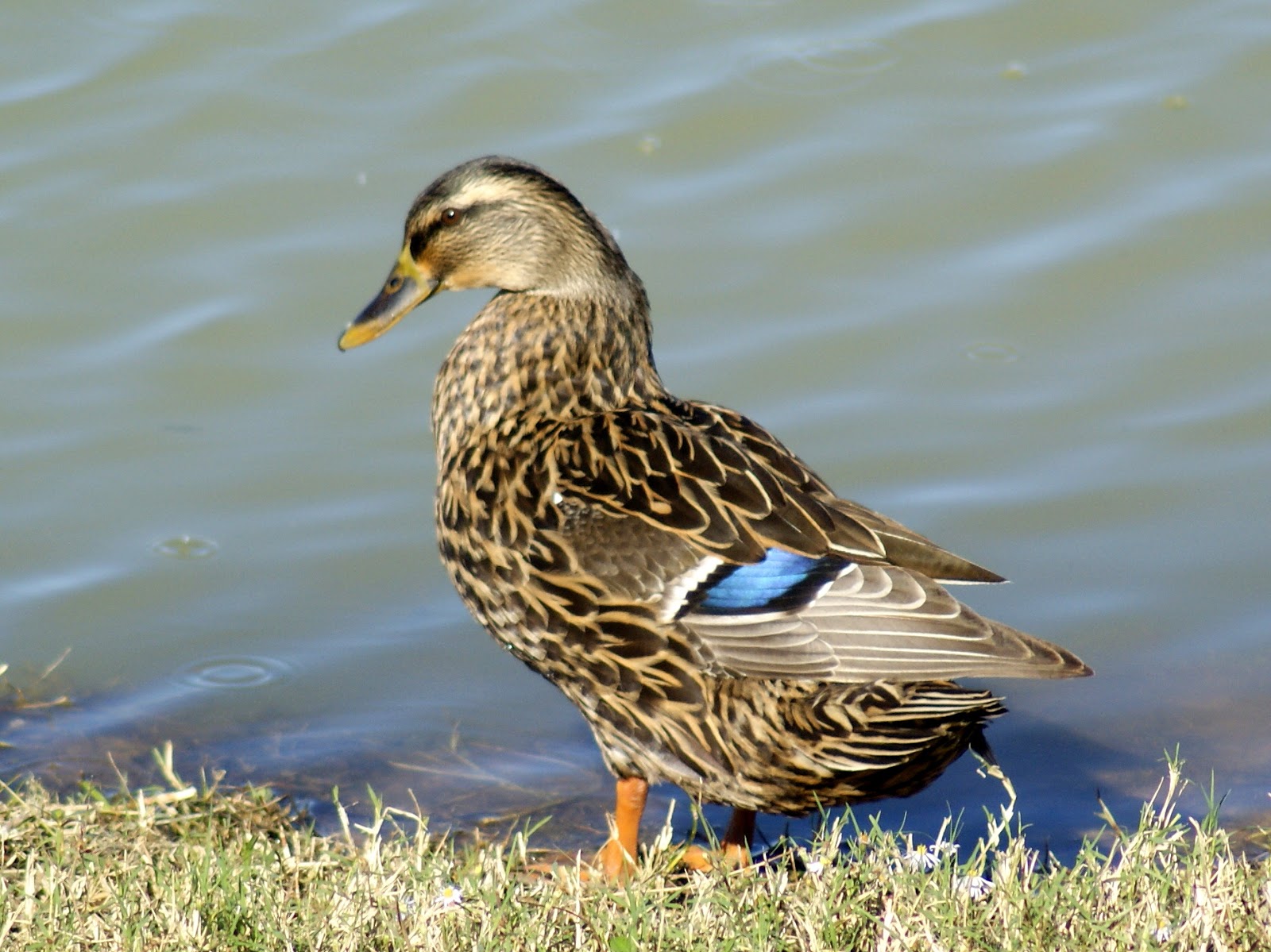 SE Texas Birding & Wildlife Watching Winter Ducks Are Back