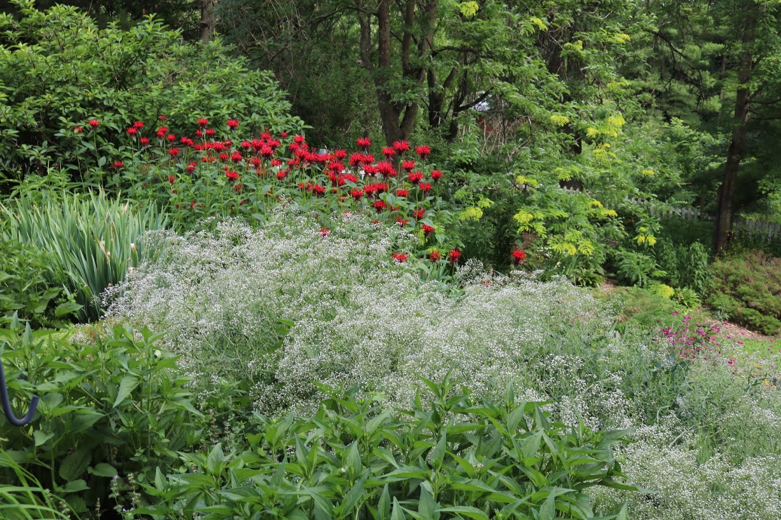 Organic Garden Dreams Being Back Home