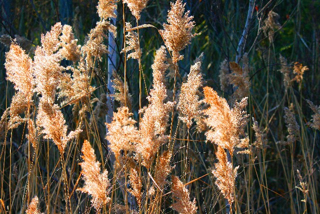 nature tales and camera trails: roadside grasses for mellow yellow Monday