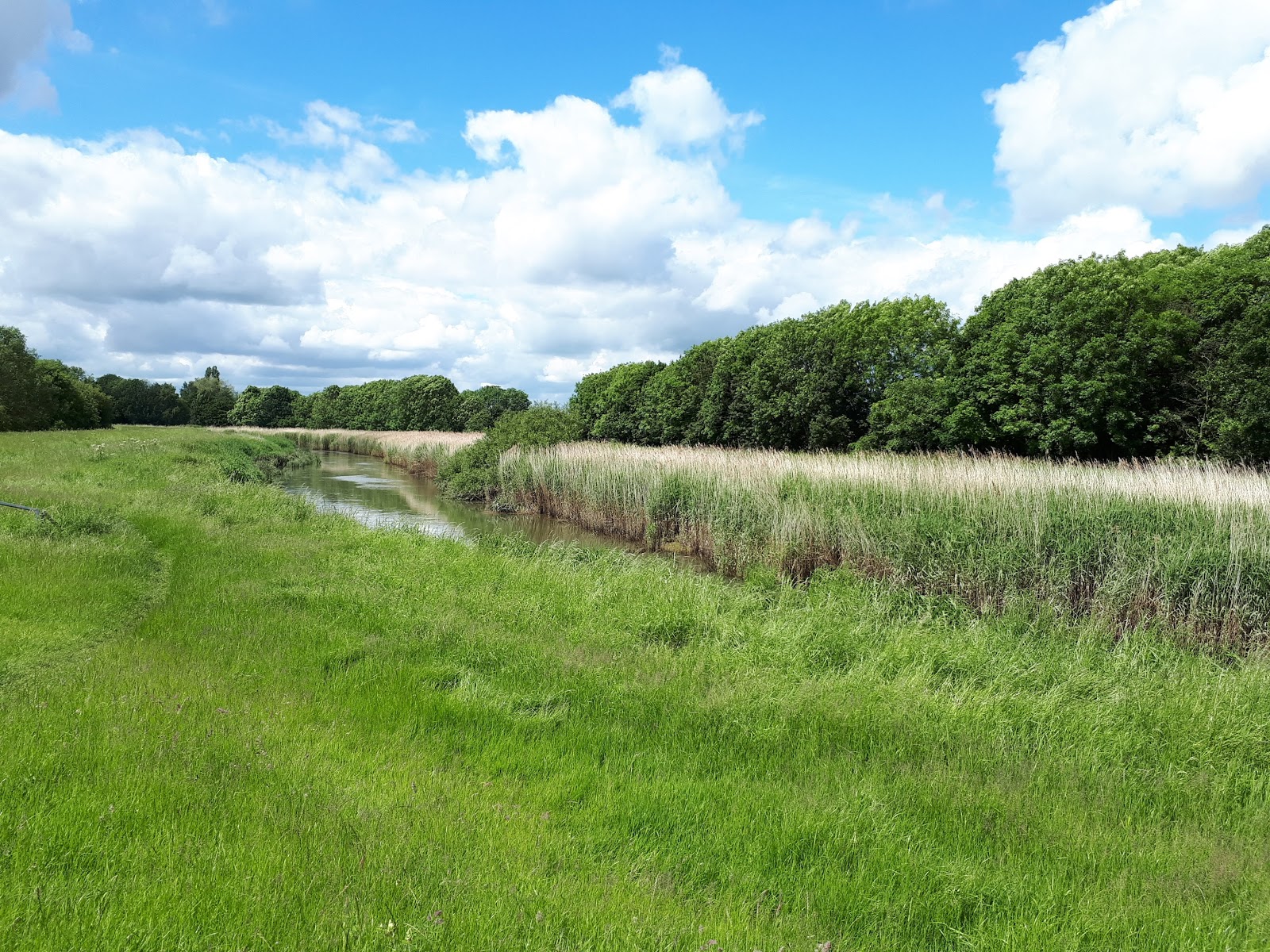 Wild at Hull A sunny morning walk by the River Hull at Bransholme