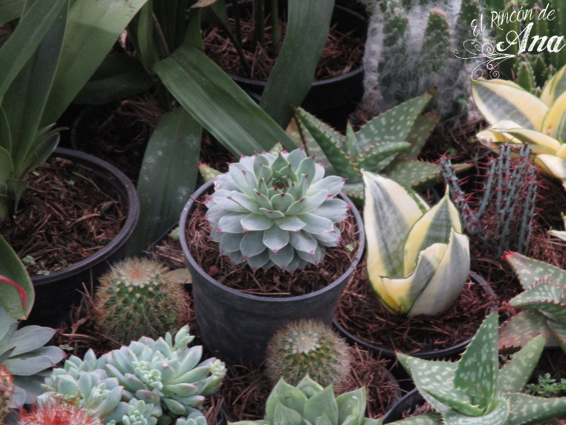 feria de la candelaria 2017