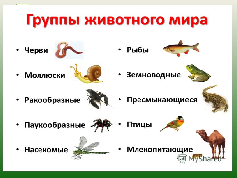 Привести пример животных каждой группы. Группы животных. Разные группы животных. Названия групп животных. Группы живого.