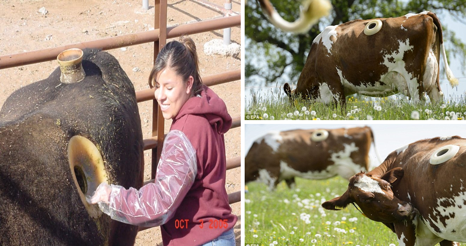 Farmers In Switzerland Are Making Giant Holes In The Stomachs Of Cows
