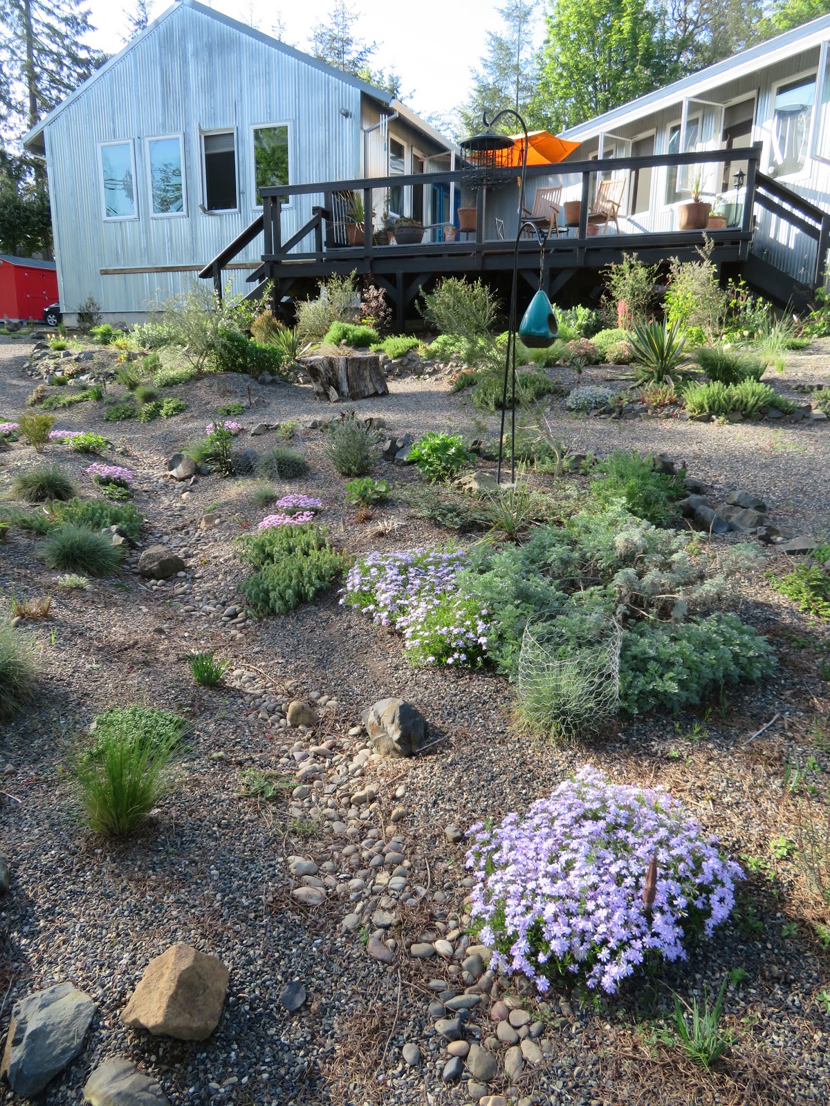 My Favorite Plant In The Garden This Week Is Rhododendron Hino