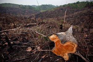 5 Fakta Kehancuran Hutan Indonesia dan Habitat Harimau