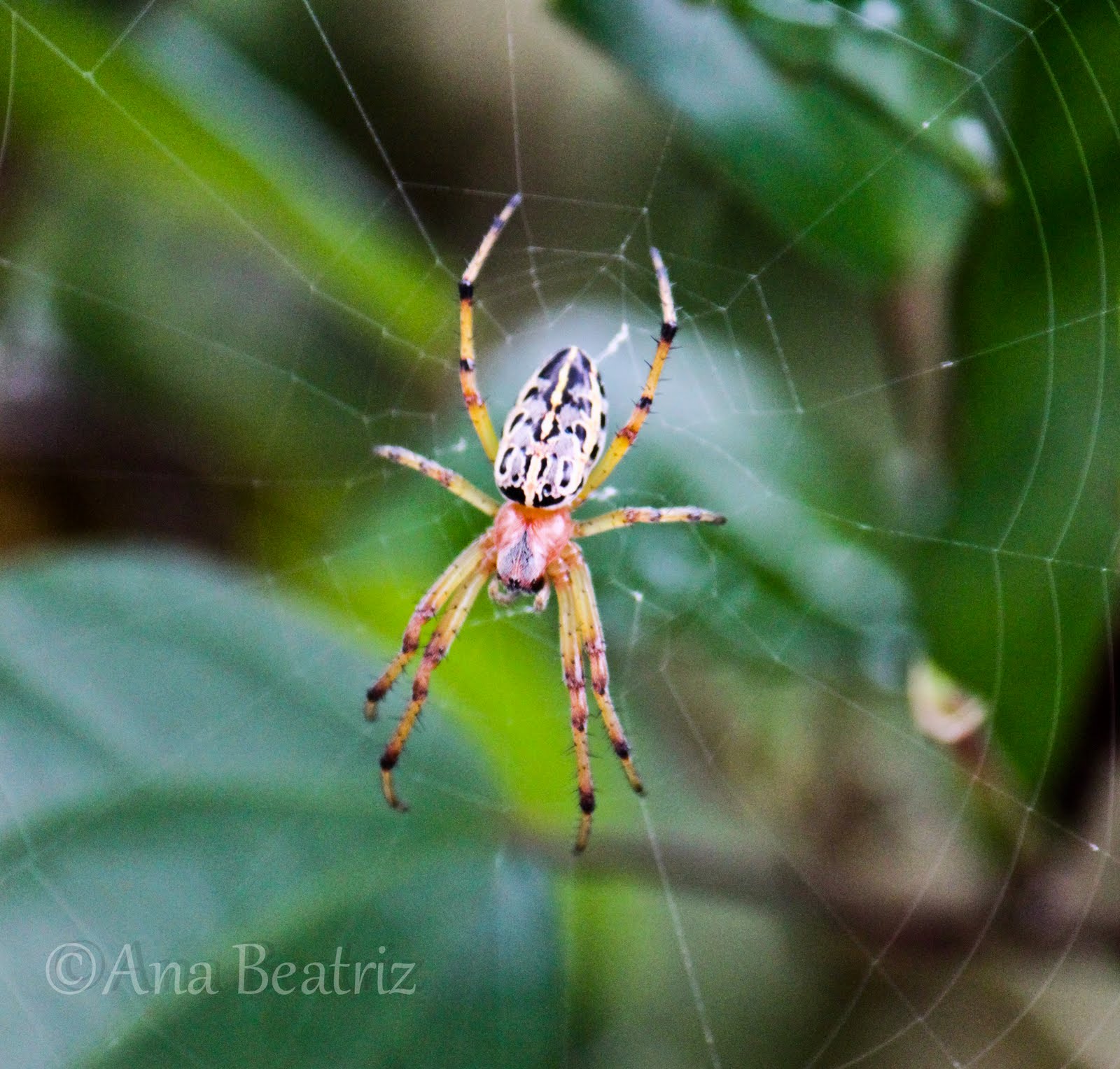 Aventura fotográfica: Arácnidos