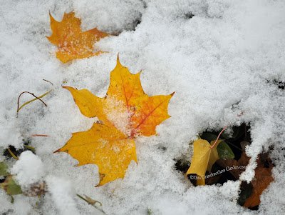 This Grandmother's Garden: When Winter Collides with Autumn