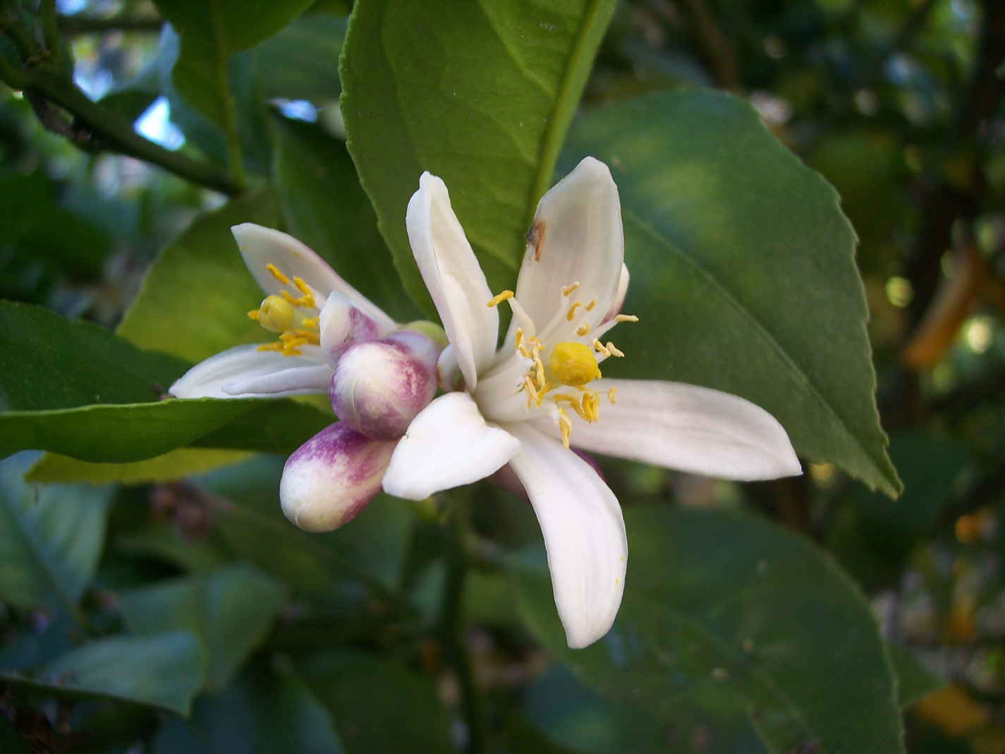 Not a Maven...yet. Review Malibu Lemon Blossom by Pacifica