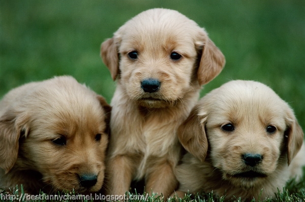 pictures of cute puppies 6
