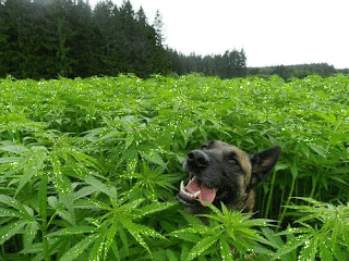 A German Shepherd dog with his tongue hanging out in a field of glittering cannabis.