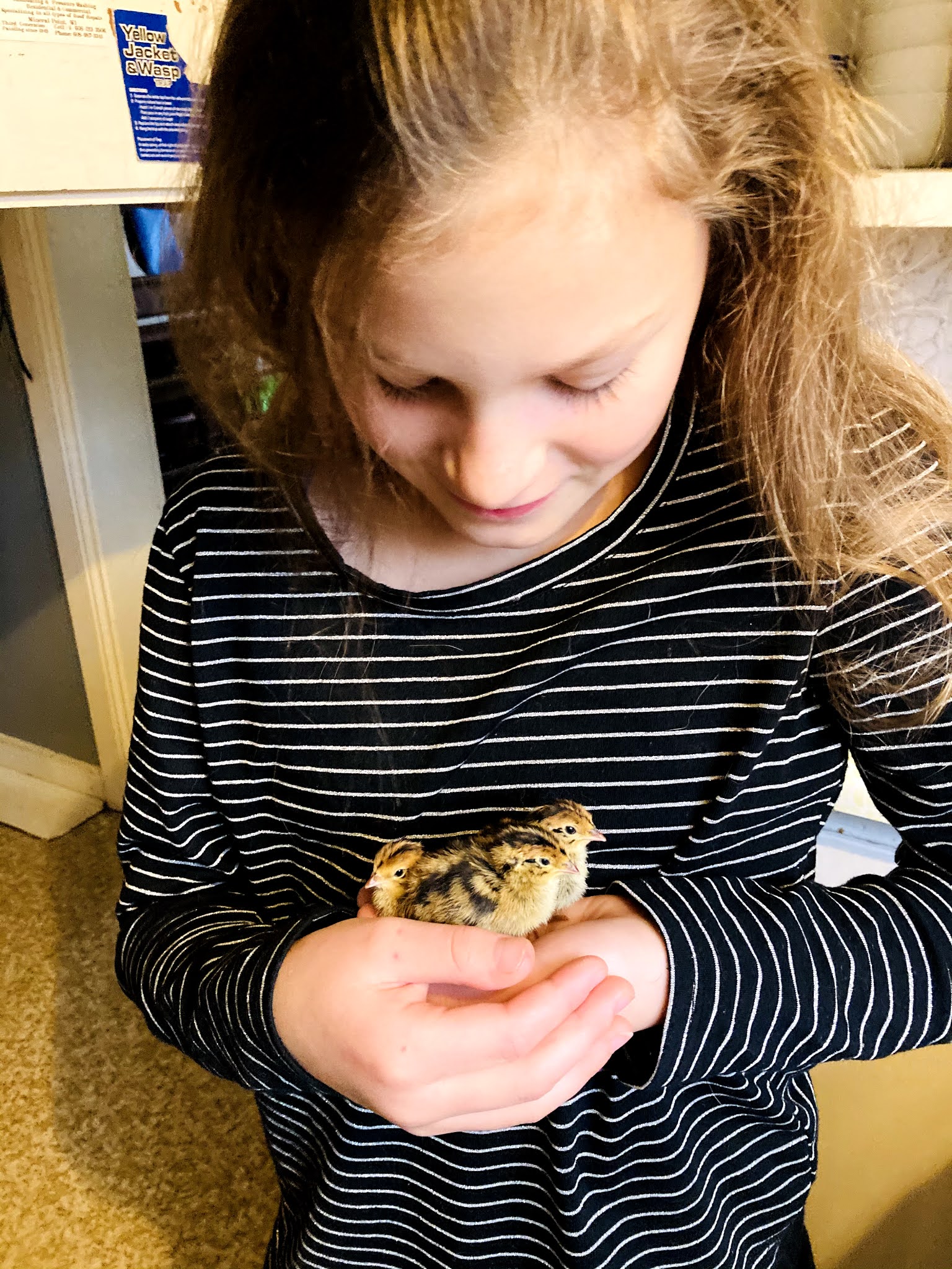 Line Upon Line: Quail Babies