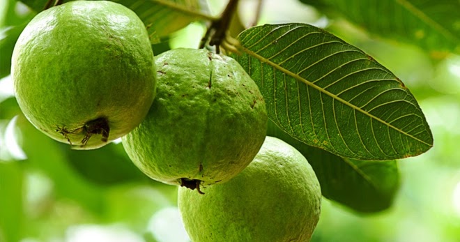 Apa Manfaat yang Dimiliki Daun Jambu Biji Untuk Kesehatan ...