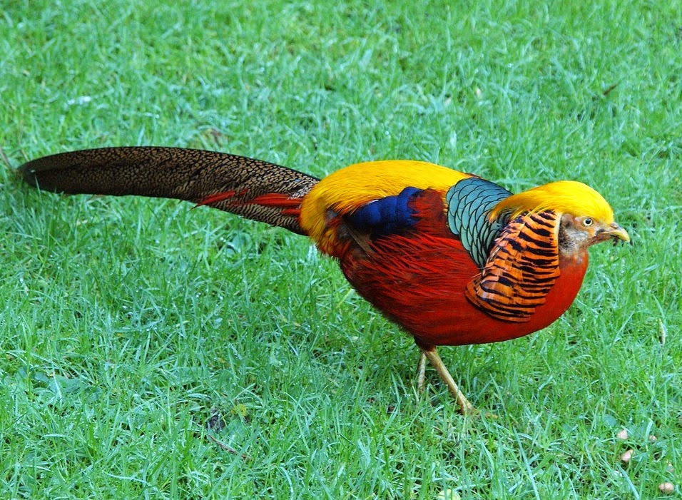 Golden Pheasant (China) Nature Conservancy