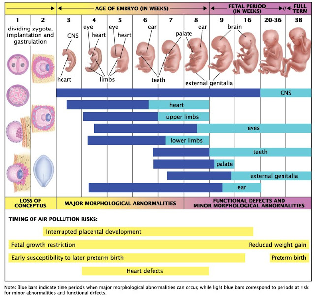 Critical Window atau Masa Kritis perkembangan jajin di rahim ibu. (sumber: exposingtruth.com)