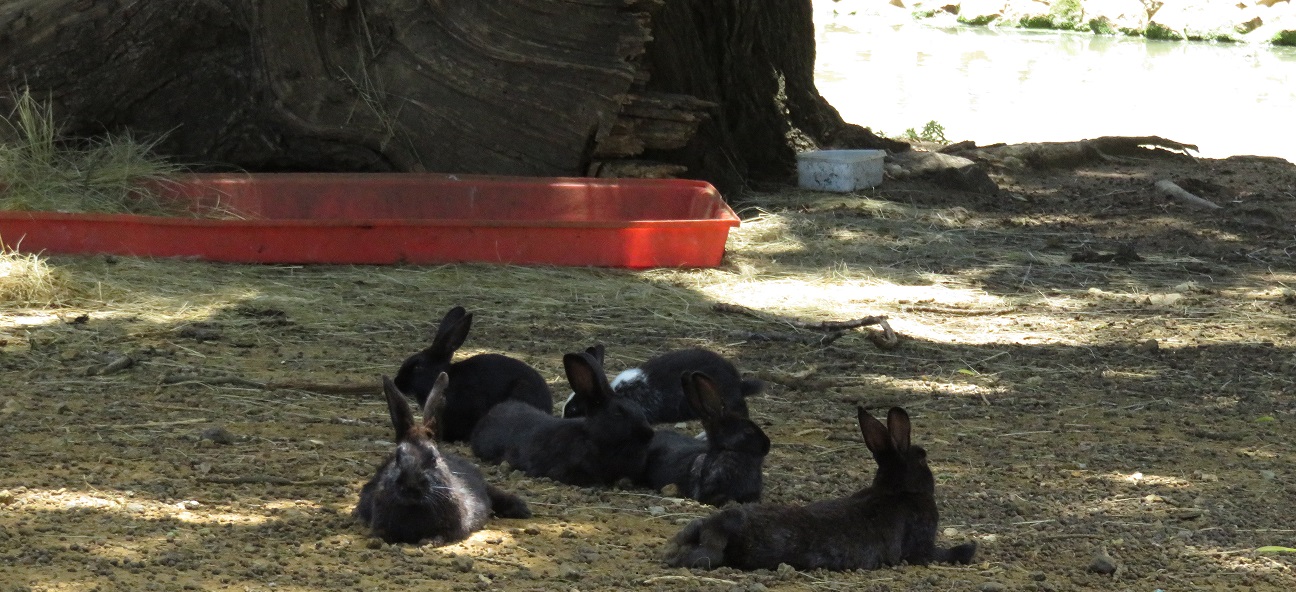 A SUSTAINABLE FUTURE BENONI BUNNY PARK