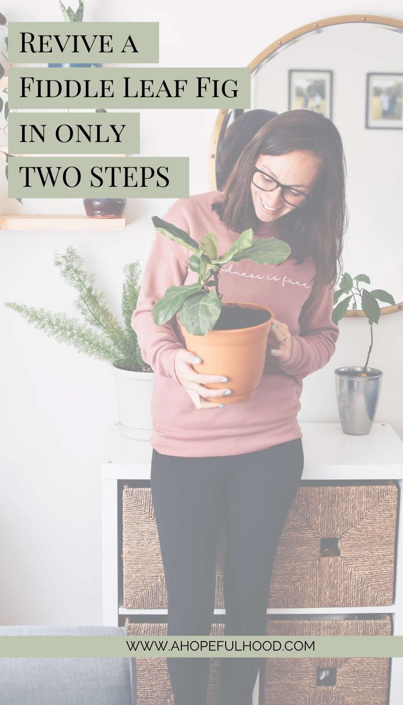 How to Revive a Fiddle Leaf Fig A Hopeful Hood