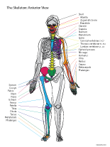 Paint Draw Paint, with Ross Bowns: Anatomy Basics: Skeleton anterior view