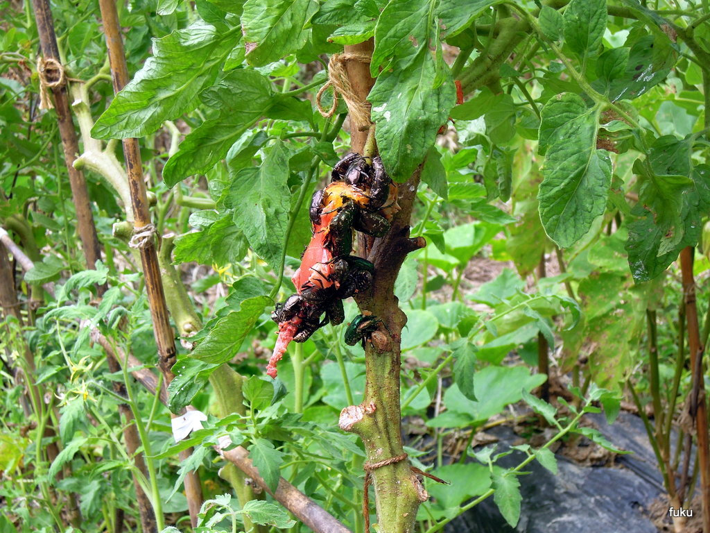 ６０過ぎの日々 家庭菜園畑の作業記録 傷ついたトマトに群がるカナブン それとオリンピック