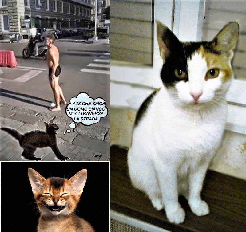 Amici In Allegria Giornata Del Gatto