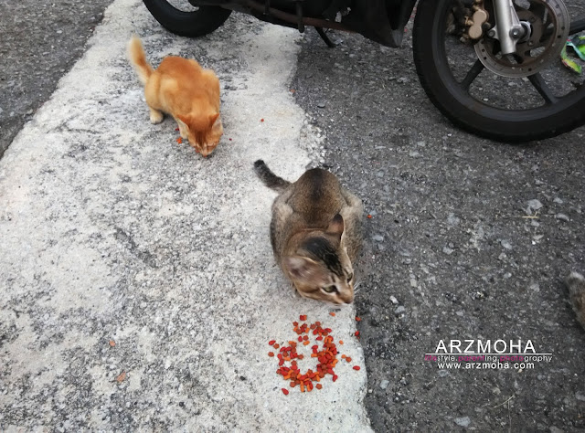 tips didik anak sayangi kucing, kucing, gambar kucing makan, tips luang masa bersama anak-anak di waktu cuti,