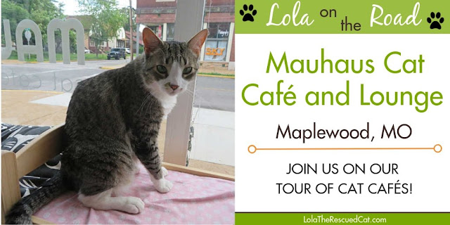 Mauhaus|Cat Café