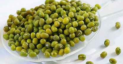 Catatanku Inspirasiku Laporan Penelitian Pertumbuhan Dan Perkembangan Kacang Hijau Terhadap Cahaya